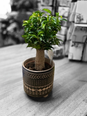 Ficus Benjamina Plant