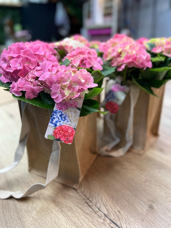 Hydrangea in Hessian bag