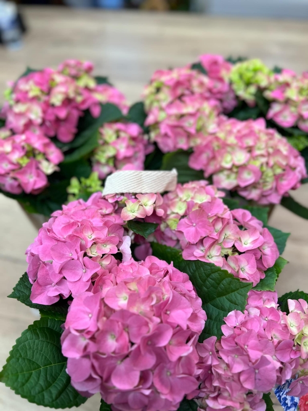 Hydrangea in Hessian bag