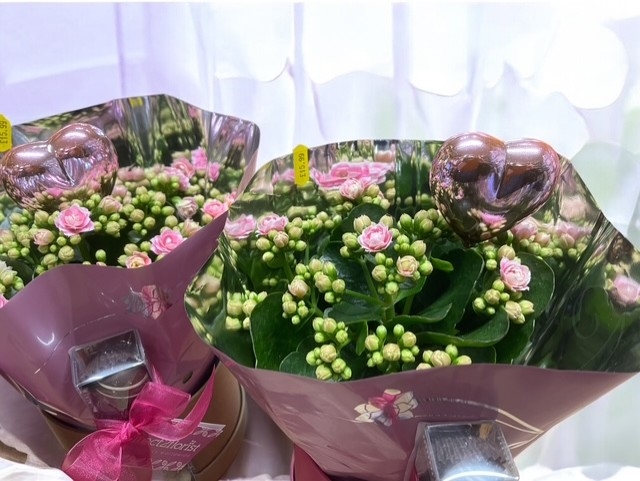 Kalanchoe Hatbox