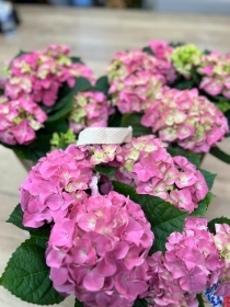 Hydrangea in Hessian bag