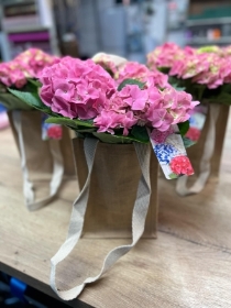 Hydrangea in Hessian bag