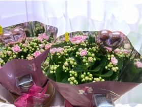 Kalanchoe Hatbox