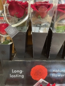 Preserved Rose stem