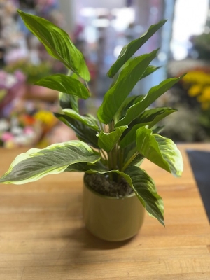 Artificial Diffenbachia Plant