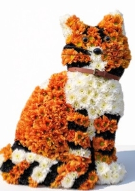 Tabby Cat.