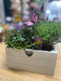Butterfly Box